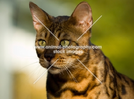 Bengal cat