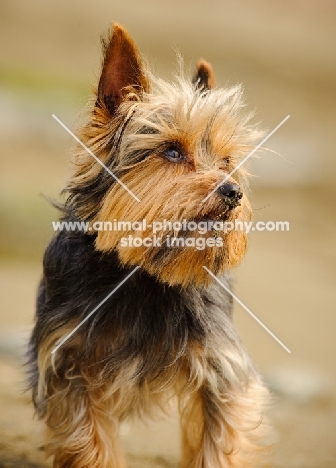 Yorkshire Terrier portrait