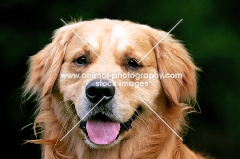 Golden Retriever portrait, front view