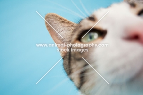 Household cat close up on blue background