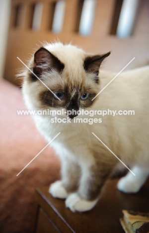 Ragdoll at home