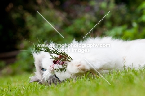 Ragdoll cross Persian playing with twig