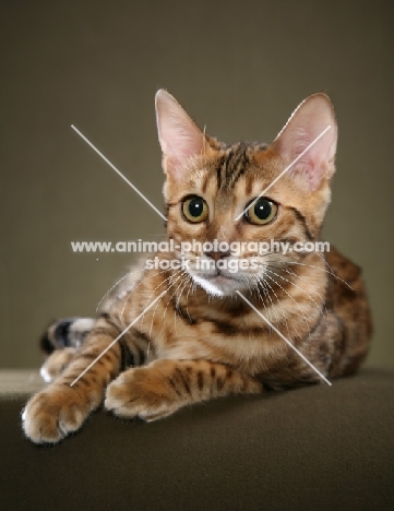 Bengal lying down in studio