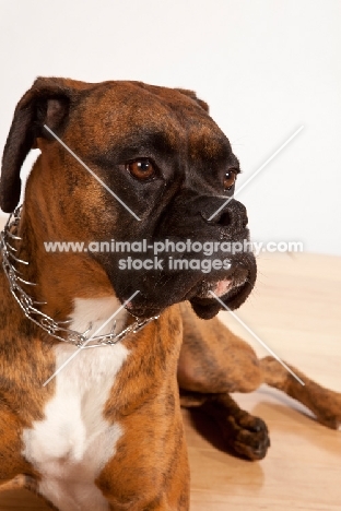 Boxer wearing prong collar