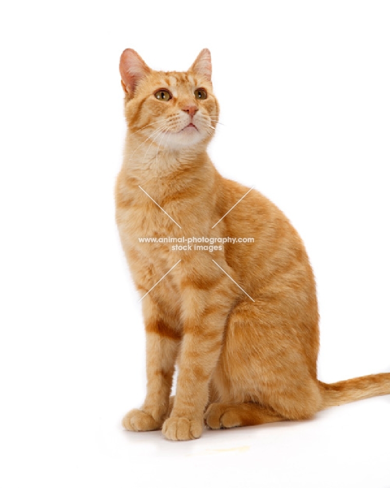 ginger non pedigree cat