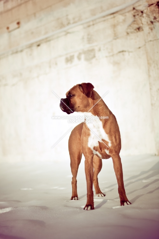 Boxer standing in snow in front of old wall