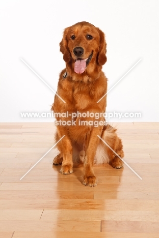 Golden Retriever in studio