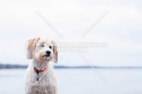 Wheaten Terrier cross bred dog