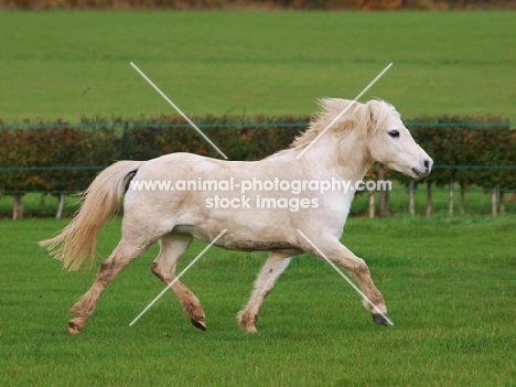 Welsh Mountain Pony (Section A) running