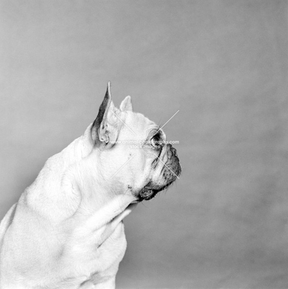 french bulldog looking away