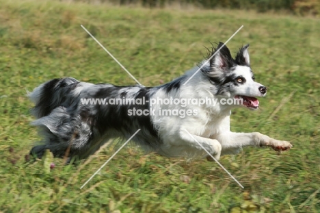 Border Collie running in field