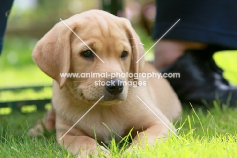 Labrador puppy lying down on grass