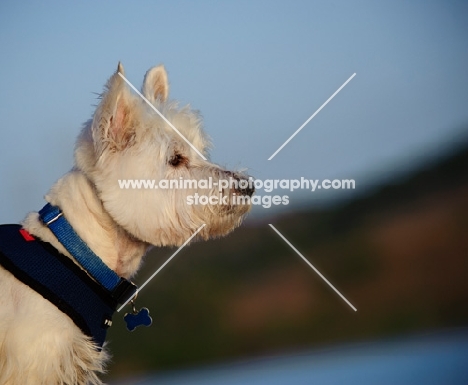 West Highland White Terrier