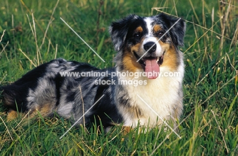 Australian Shepherd dog, merle coloured