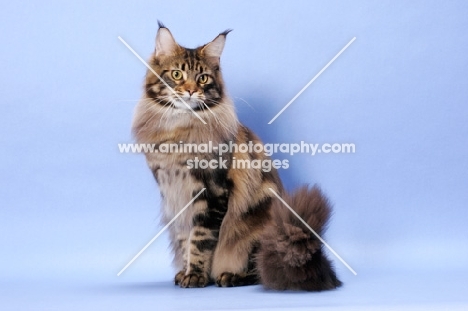 Brown Classic Tabby Maine Coon cat