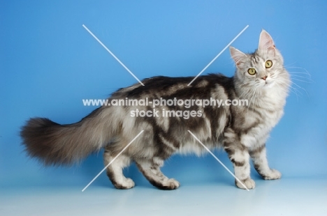 silver tabby maine coon, standing