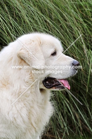 Polish Tatra Herd Dog