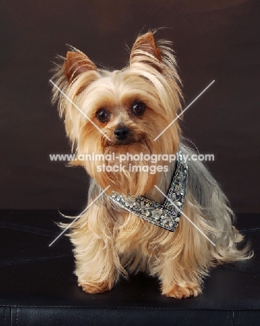 Yorkshire Terrier on brown background