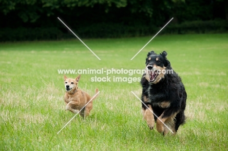 two Mongrels running on grass