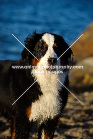 Bernese Mountain Dog on beach