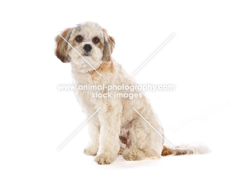 Mongrel on white background