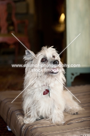 terrier mix sitting