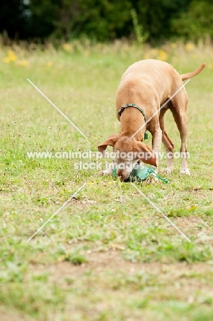 Hungarian Vizsla retrieving