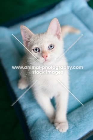 flame point siamese kitten sitting on blue mat