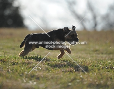 brown dog running on grass