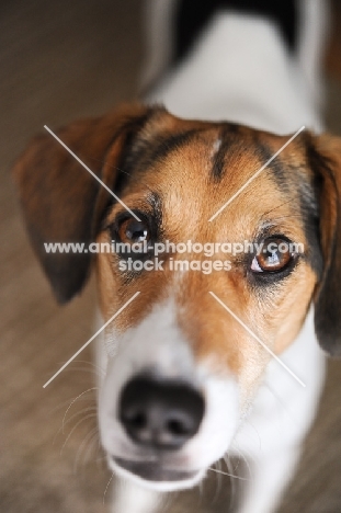 Beagle Mix looking up at camera.