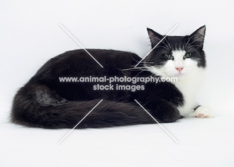 Black & White Norwegian Forest Cat on white background