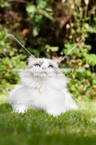 Ragdoll cross Persian looking up