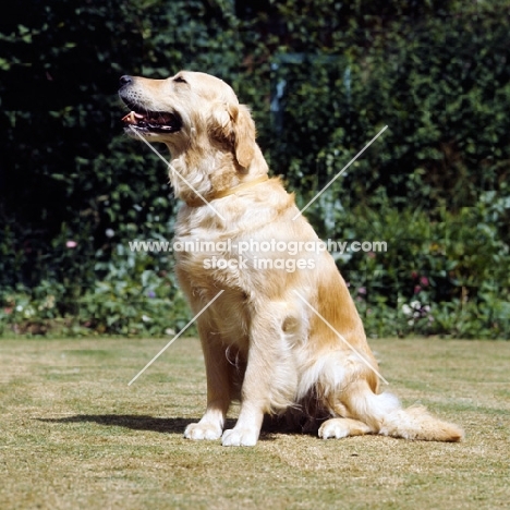 golden retriever looking up