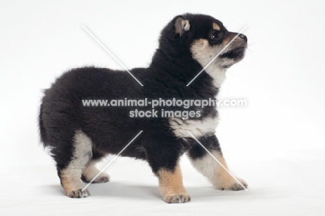 black and tan coloured Shiba Inu puppy, on white background