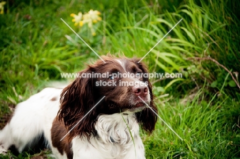 English Springer Spaniel