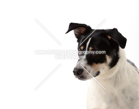 mixed breed dog portrait on white background