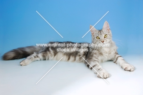 silver tabby maine coon, lying