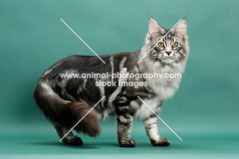 Silver Classic Tabby Maine Coon, green background