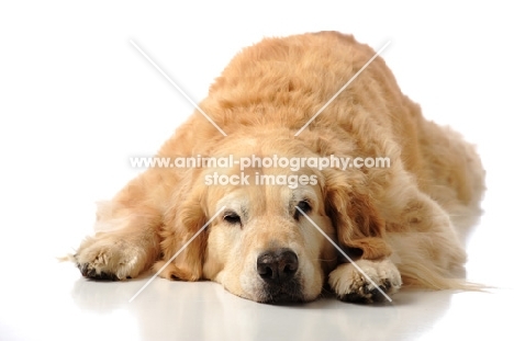 tired Golden Retriever