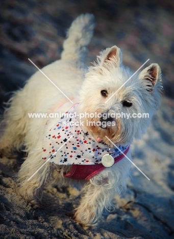 West Highland White Terrier wearing scarf