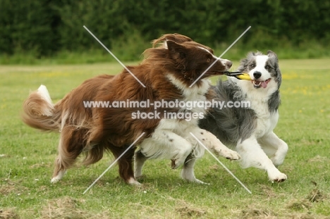 Border Collie playing