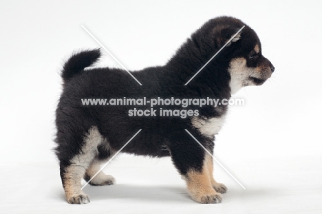 Shiba Inu puppy, black and tan colour, sid view