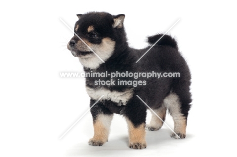 black and tan coloured Shiba Inu puppy in studio