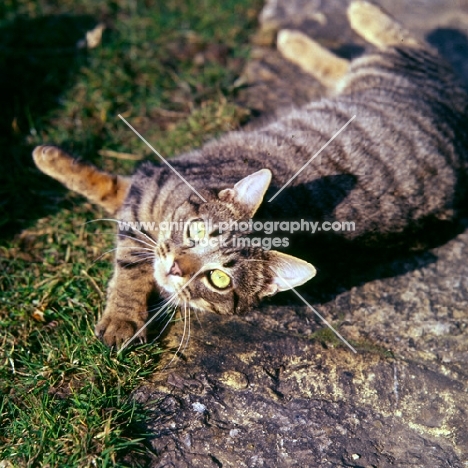 tabby cat rolling and looking up at camera