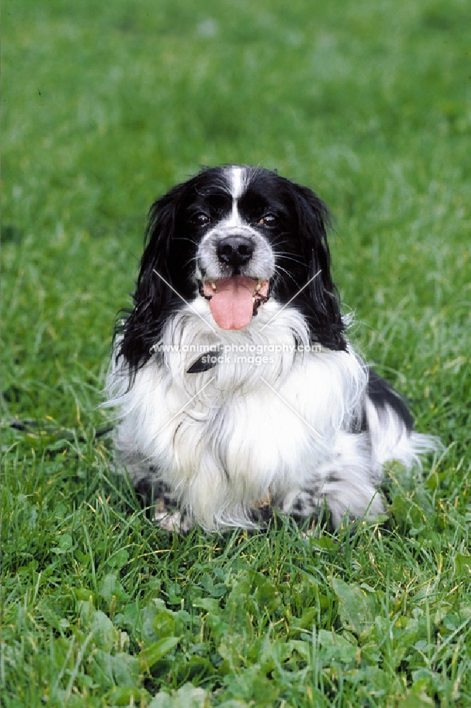 Pekingese Mix/cross