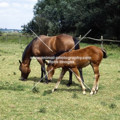 quarter horse mare with her chunky foal