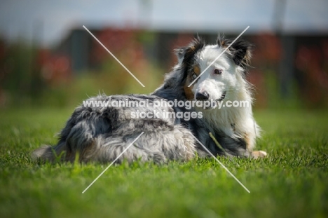 blue merle australian shepherd restin in the grass and looking back