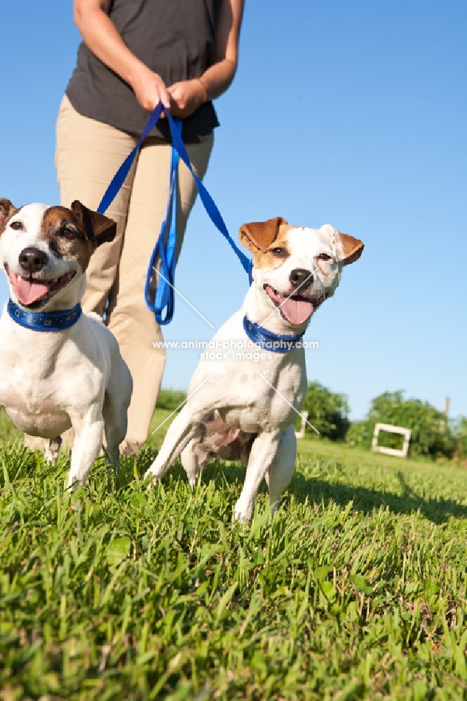 jack russells on lead