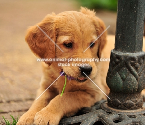 Golden Retriever puppy