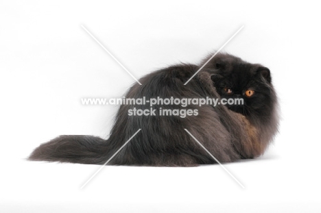 female black persian cat, looking fluffy